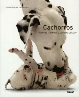 CACHORROS